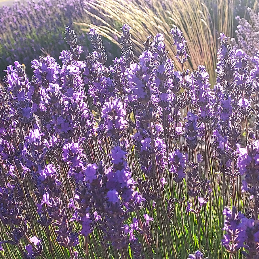 Brins de lavande en fleur au soleil