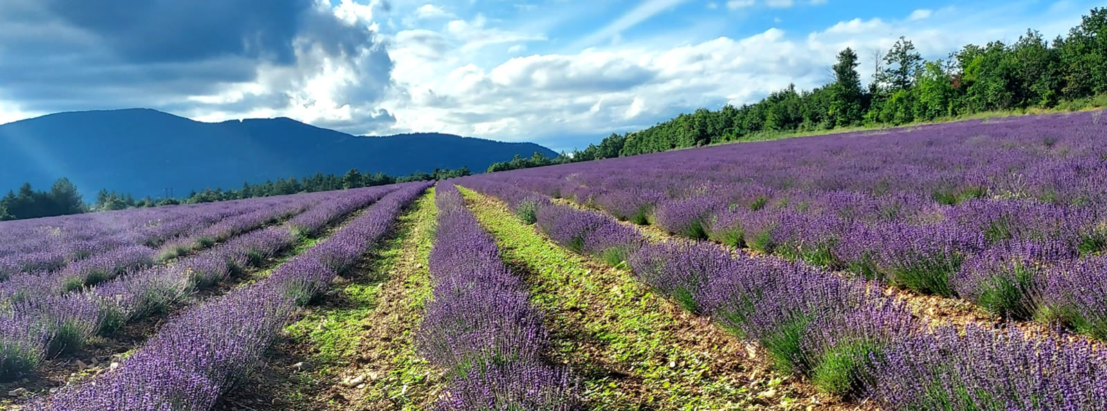 Rangées de lavande en fleurs, bordées d'arbres, avec les montagnes en arrière-plan