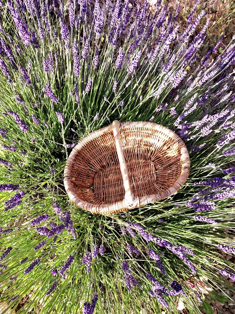 Panier en osier posé au milieu des buissons de lavande en fleur