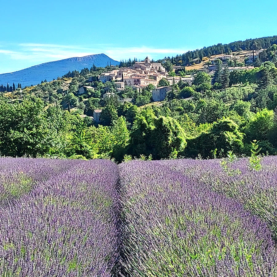 Champ de lavande devant un village perché en Provence
